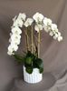 Phalaenopsis