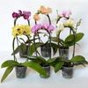 Phalaenopsis