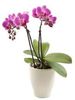 Phalaenopsis