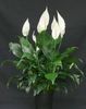 Spathiphyllum sp.