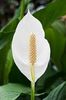 Spathiphyllum sp.