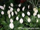 Spathiphyllum sp.