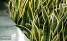 Sansevieria trifasciata