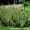 Sansevieria trifasciata