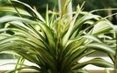 Chlorophytum comosum