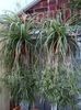 Chlorophytum comosum