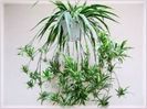 Chlorophytum comosum