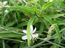 Chlorophytum comosum