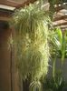 Chlorophytum comosum
