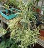 Chlorophytum comosum