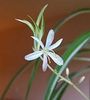 Chlorophytum comosum