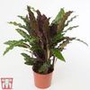 CALATHEA