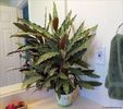 CALATHEA