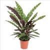 CALATHEA