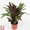 CALATHEA