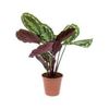 CALATHEA