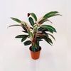 CALATHEA
