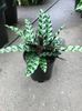 CALATHEA