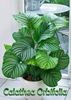 CALATHEA