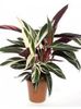 CALATHEA