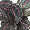 CALATHEA