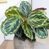 CALATHEA