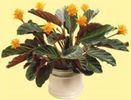 CALATHEA