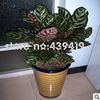 CALATHEA