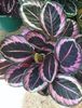 CALATHEA