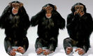 alte maimuțe... și mai inteligente!...