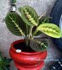 Maranta mai este cunoscută şi drept 'planta care se roagă'