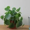 PILEA  PEPEROMIOIDES