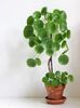 PILEA  PEPEROMIOIDES