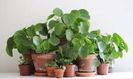 PILEA  PEPEROMIOIDES