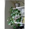 PILEA  PEPEROMIOIDES