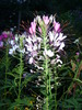 cleome