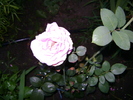 trandafir