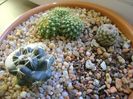 Grup de 3 cactusi