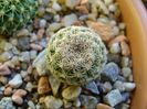 Mammillaria sp.