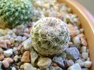 Mammillaria sp.
