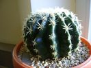 Echinocactus grusonii v. subinermis