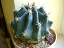 Ferocactus horridus f. brevispinus (Ferocactus peninsulae)