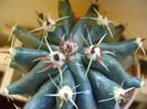 Ferocactus horridus f. brevispinus (Ferocactus peninsulae)