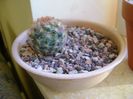 Mammillaria carmenae