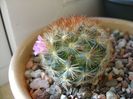 Mammillaria carmenae