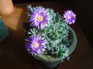 Dec. 2018: Trichodiadema densum