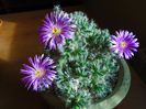 Dec. 2018: Trichodiadema densum