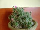 Trichodiadema densum