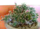 Trichodiadema densum