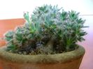 Trichodiadema densum